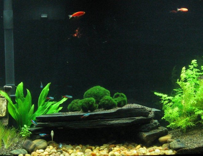 55 gallons planted tank (mostly live plants and fish) - Abandoned cabin by the river, added hairgrass to give 'unkept yard' look,  moved amazon to ground level,  and put the 'moss ball family' atop the cave.