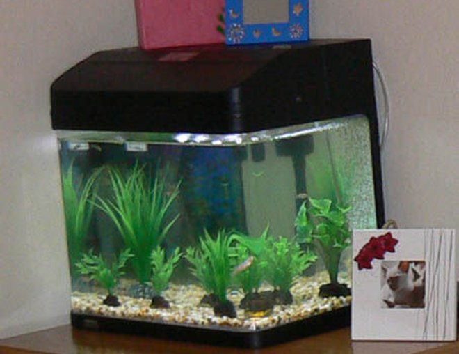 20 gallons planted tank (mostly live plants and fish) - tank at night