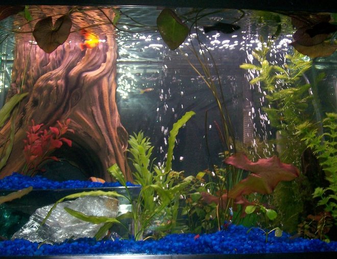 20 gallons planted tank (mostly live plants and fish) - 2 sunburts platties(one micky mouse)
2 Long Fined Leapord Danios
2 Black Mollies
1 Amano Shrimp
3 Ghost Shrimp
2 Khuli Loachs
2 Neon Tetras
1 Feeder Guppy
4 Otosyclits
1 Siamies Algea Eater

Hornwart
Red Luwigia
Aposomething bulbs
Lilly
A few plastic plants
Java moss on wood

Log in back is a fitler case :D