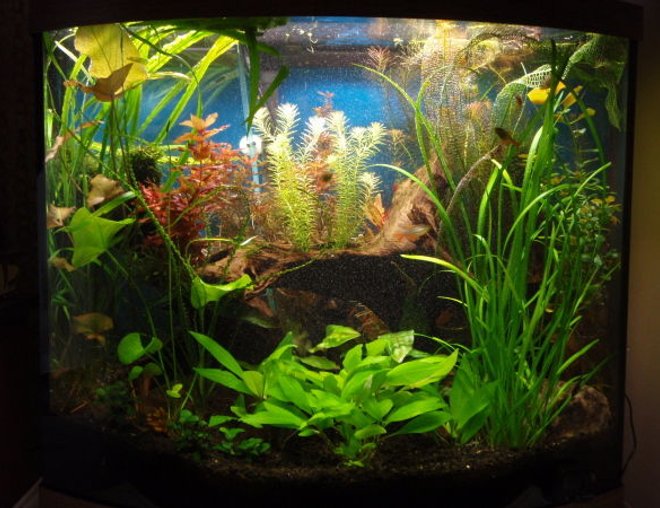 planted tank (mostly live plants and fish) - 26 gallon bowfront
eco-complete substrate
55 watt PC lighting (on 9 hrs/day)
Pressurized CO2 (diffused by aquasweep powerhead) *off@night*
1/4 tea. KNO3 (3x/week)
1/16 tea KH2PO4 (3x/week)
1/16 tea K2SO4 (3x/week)
1/2 tea. Equillibrium (1x/week)
5 mls Excel carbon (3x/week)
50-75% water change/week
