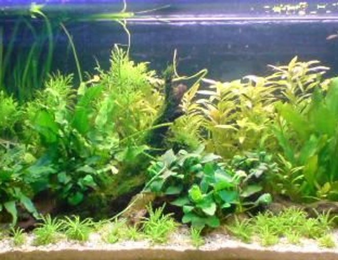 planted tank (mostly live plants and fish) - 250 litre plant tank. Recent scape.