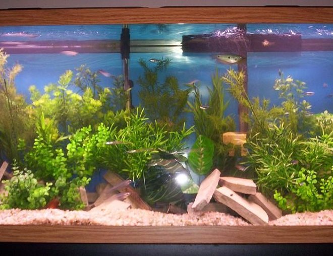 55 gallons planted tank (mostly live plants and fish) - 55G Freshwater planted tank