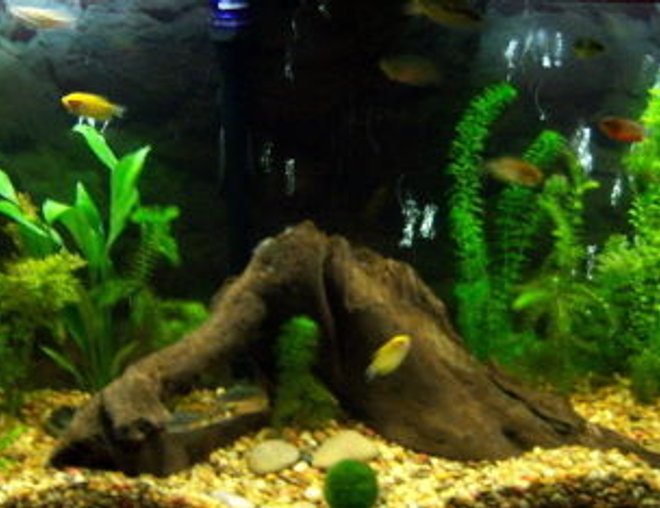 55 gallons planted tank (mostly live plants and fish) - 55 gallon