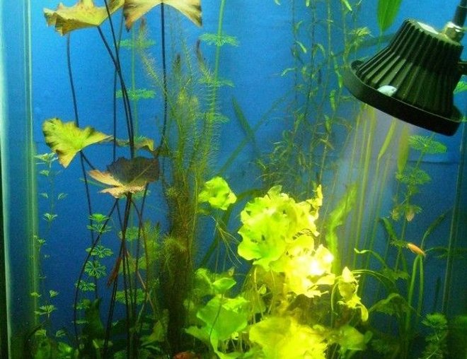 150 gallons planted tank (mostly live plants and fish) - The planted tank that doesn't exist anymore, but has a better variant.. couldn't maintain a 5 feet high tank, took up the challenge of growing high light plants with a 5 feet height, its possible but time consuming