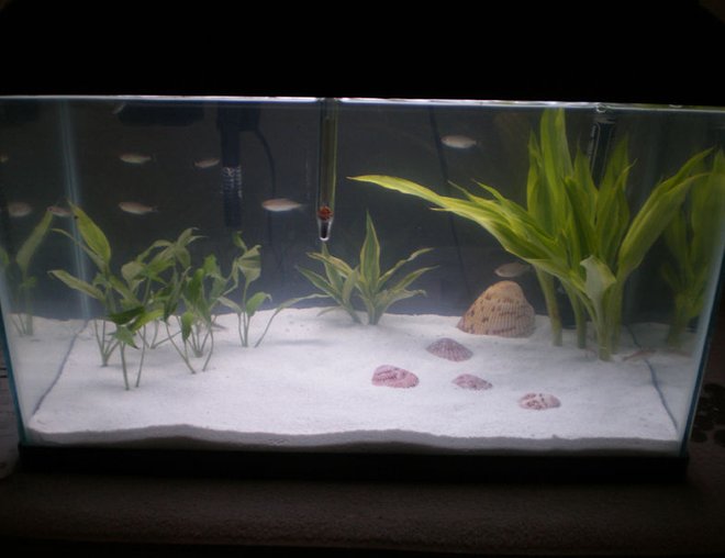 10 gallons planted tank (mostly live plants and fish) - In the works...