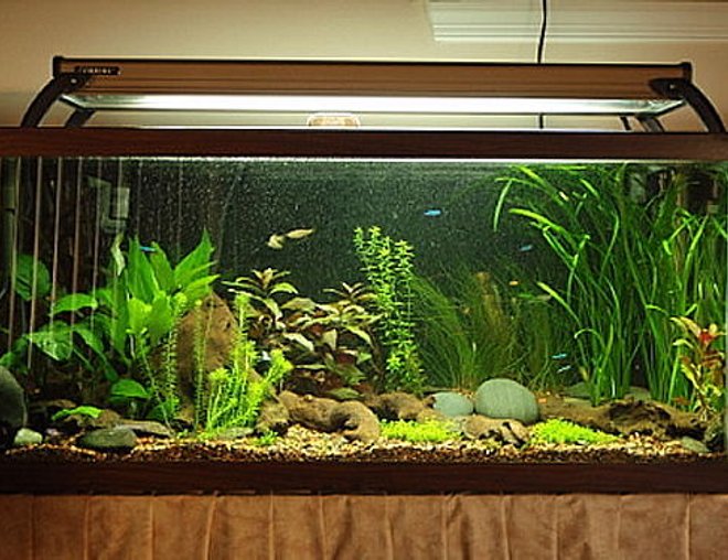 planted tank (mostly live plants and fish) - 30 gallon High-Tech planted