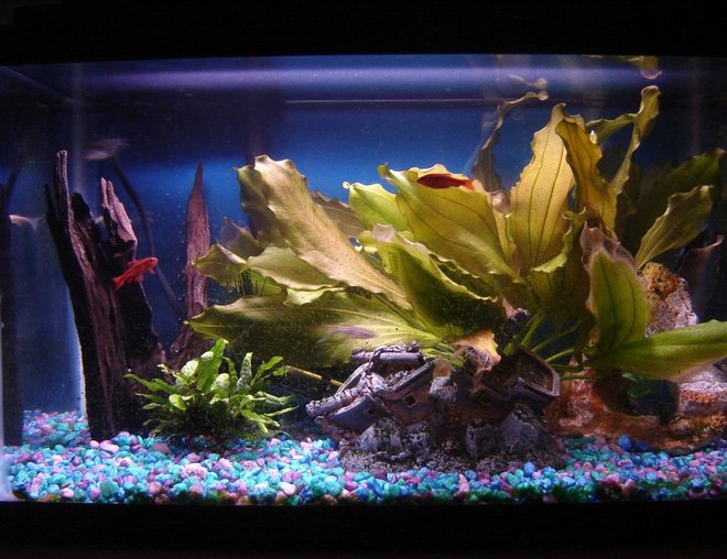 55 gallons planted tank (mostly live plants and fish) - 10 gallon planted tank.  I like the way the sword is taking up the whole right side of the tank.  The fish like it too