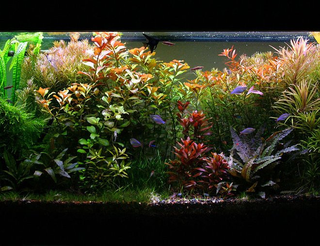 55 gallons planted tank (mostly live plants and fish) - 55G High-Tech Tank 3/19/08 4 months after setup(1st planted tank)