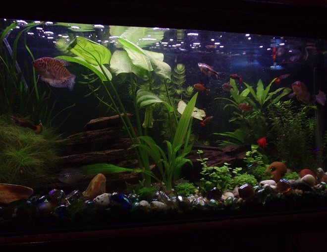 20 gallons planted tank (mostly live plants and fish) - My planted tank