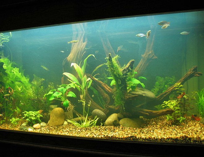 55 gallons planted tank (mostly live plants and fish) - 55gal DAS plant tank.