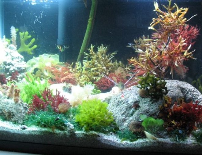 planted tank (mostly live plants and fish) - This is a saltwater planted tank. It is a work in progress, and I plan to add more soon, and more has been added since the last pic.