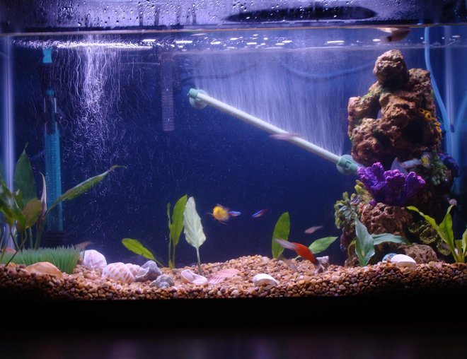 20 gallons planted tank (mostly live plants and fish) - tank still not done