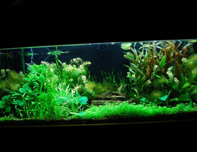 60 gallons planted tank (mostly live plants and fish) - 60 Gal. Planted tank with pressurized CO2