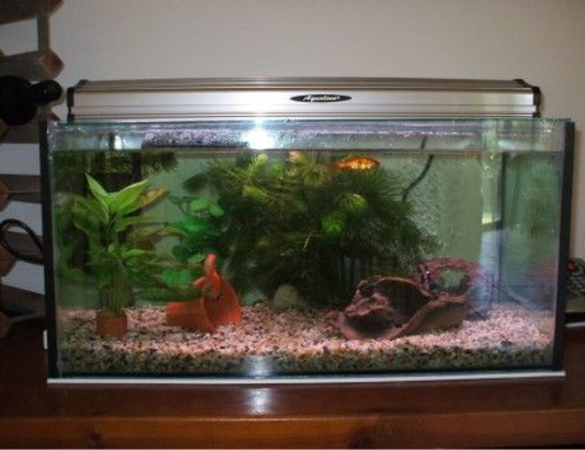 20 gallons planted tank (mostly live plants and fish) - 20 gallon goldfish tank