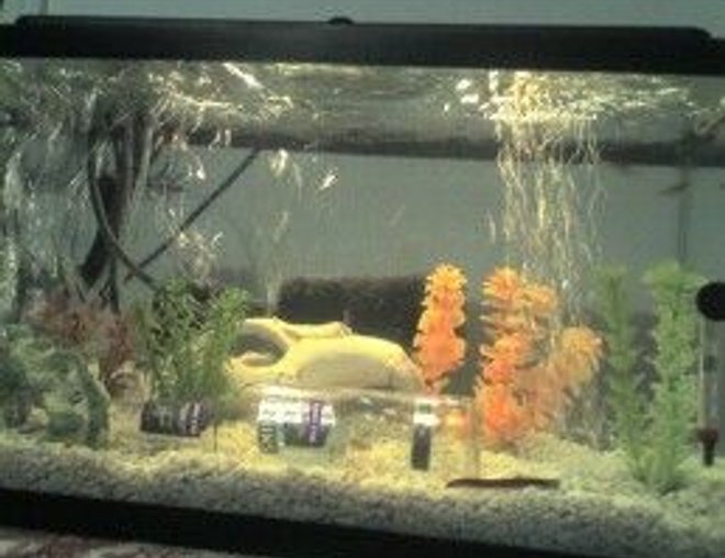 10 gallons planted tank (mostly live plants and fish) - a small hobby tank