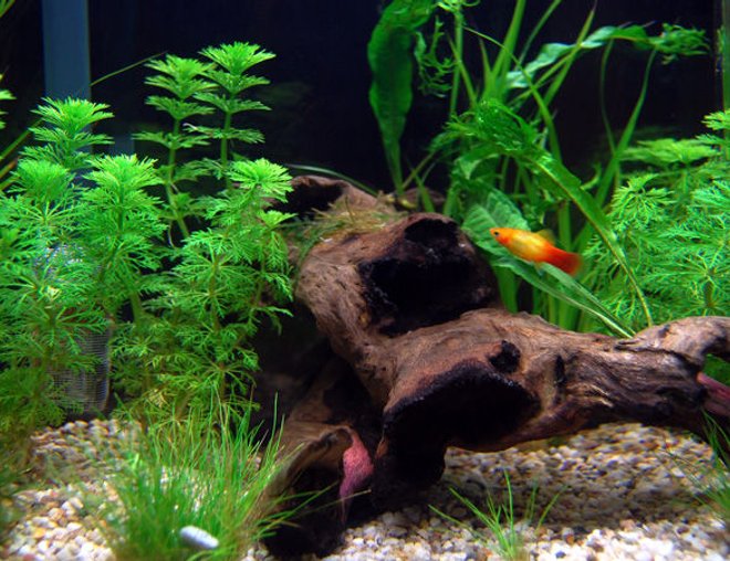 planted tank (mostly live plants and fish) - 65 litre tank, mainly platies