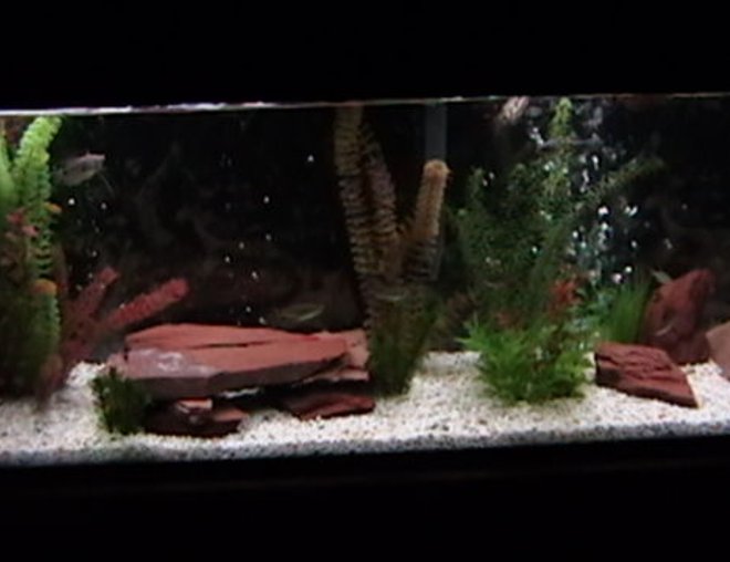 55 gallons planted tank (mostly live plants and fish) - My 55g