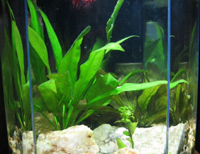 55 gallons planted tank (mostly live plants and fish) - My small Betta tank: 5.5 gal with 3 live plants, milky quartz.  1 male crown tail (Piet, at the top) and 1 female African dwarf frog (Dorothea).  Small tanks can be pretty too! (Though these guys both think it's huge!)