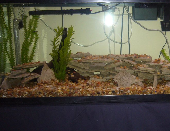 55 gallons planted tank (mostly live plants and fish) - yet another crappy pic
