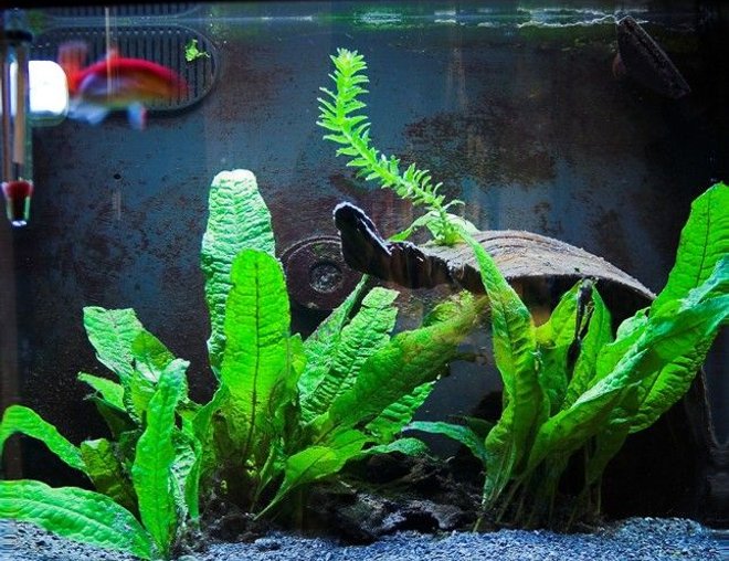 10 gallons planted tank (mostly live plants and fish) - My 12 gallon nanocube with a 13 year old goldfish and a Otocinclus.