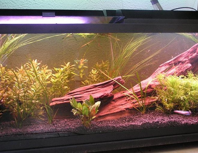 75 gallons planted tank (mostly live plants and fish) - 75 gallon with water wisteria, hygro, moss ball, hairgrass.  Fish at the time of this pic are 1 albino angelfish and 1 female betta.