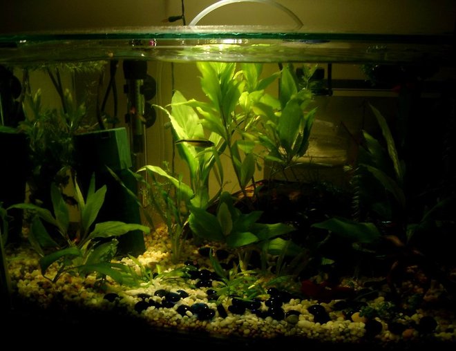40 gallons planted tank (mostly live plants and fish) - My 2ft Betta tank.