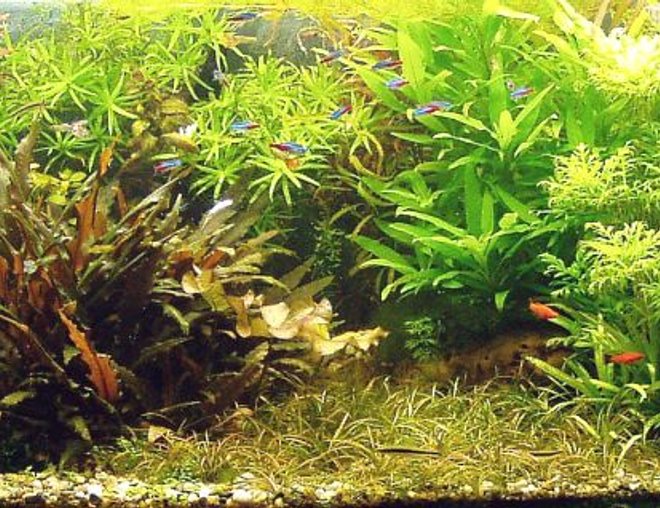 100 gallons planted tank (mostly live plants and fish) - My aquarium