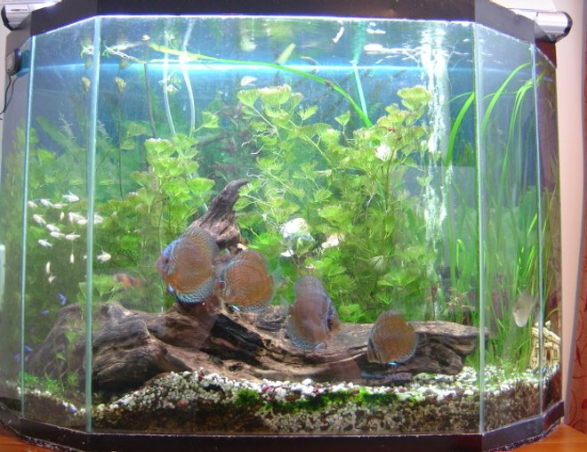 40 gallons planted tank (mostly live plants and fish) - my discus tank, trying to grow plants but its hard