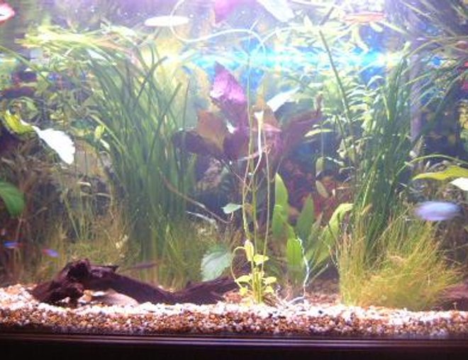 70 gallons planted tank (mostly live plants and fish) - First attempt at a planted tank.