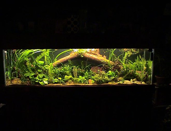 35 gallons planted tank (mostly live plants and fish) - 125 gallon 20 variety of plants 70 tetras and 15 bottom feeders.