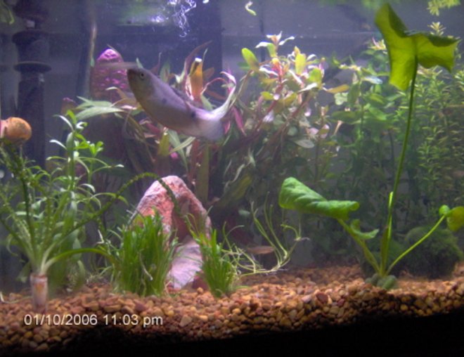 10 gallons planted tank (mostly live plants and fish) - Fish: 2 blue gouramis, 1 opaline gourami, 4 Tiger Danios, 1 snail. 

Plants: Moneywort, Banana Plant, Rotala Indica, Moss Balls/Marimo Balls/Tribbles (Cladophora aegagropila), Telanthera Rosefolia (Alternanthera reineckii), Crinum Calimistratum (very rare), Ammannia Senegalensis, micro sword, and two thers that I can't remember.