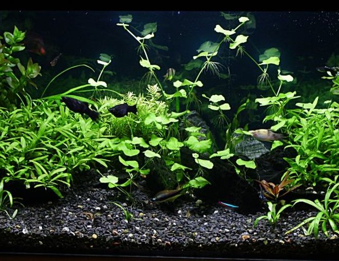 29 gallons planted tank (mostly live plants and fish) - Rate It!