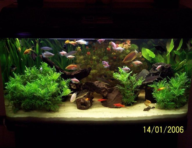 65 gallons planted tank (mostly live plants and fish)
