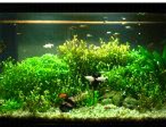 40 gallons planted tank (mostly live plants and fish) - full view