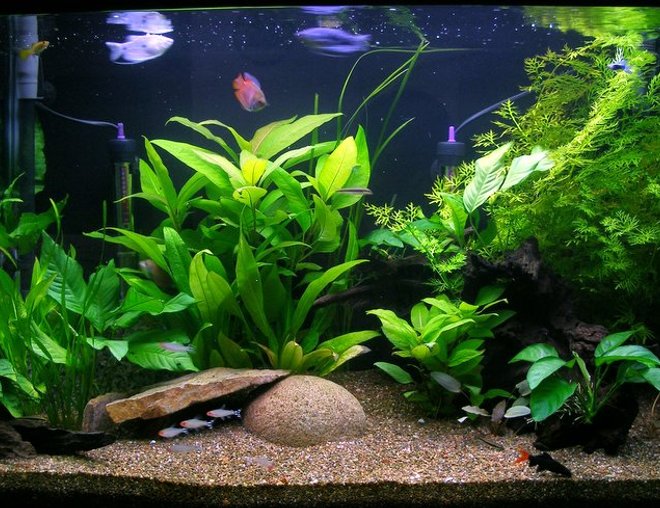 planted tank (mostly live plants and fish) - 135lt (36 Gal) planted community display, featuring dwarf gouramis and a rummy-nose tetra school.