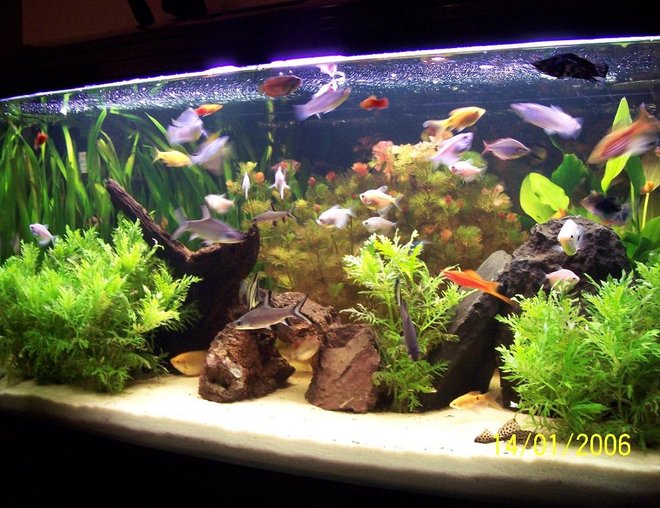 65 gallons planted tank (mostly live plants and fish) - Jebo 100x50x50cm , 4 x 40 watts lightning, jebo filter , soft gravel