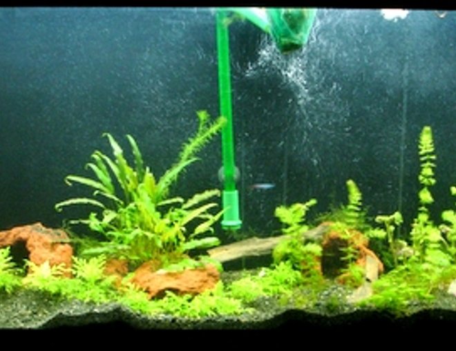 55 gallons planted tank (mostly live plants and fish) - 55 Gallon Freshwater Planted Tank