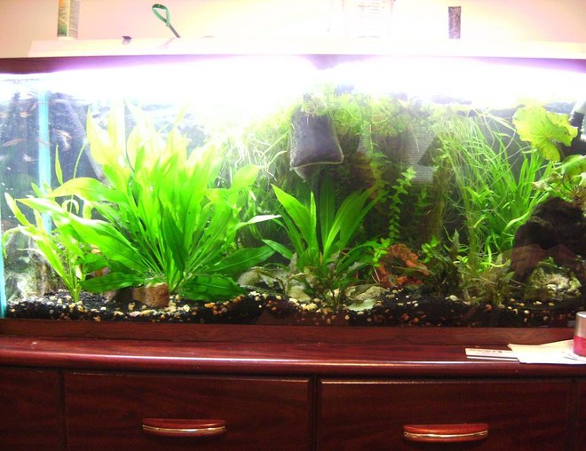 55 gallons planted tank (mostly live plants and fish) - My tank from 4 feet away. Sorry about my bad camera and photography skills :)

On the left hand side of the tank  is an amazon sword that has grown to be about 14" tall

Comments welcome!