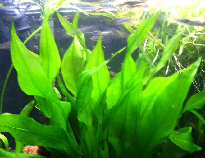 55 gallons planted tank (mostly live plants and fish) - My large Amazon Sword. Biggest specimen I've had, beautiful color and great leaves