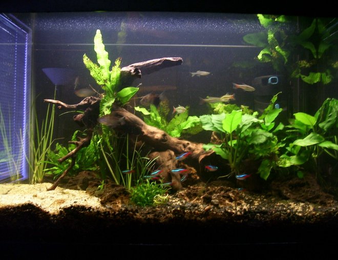 20 gallons planted tank (mostly live plants and fish) - picture of my tank