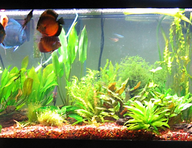 55 gallons planted tank (mostly live plants and fish) - picture taken 05.30.08
