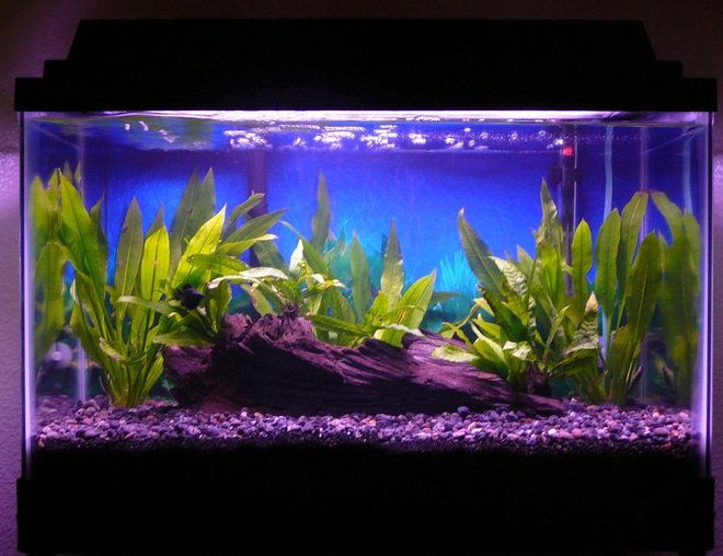 10 gallons planted tank (mostly live plants and fish) - 02 July 2008 (1 Balloon Molly, 1 Otocinclus Catfish, Java Fern, Amazon Sword)