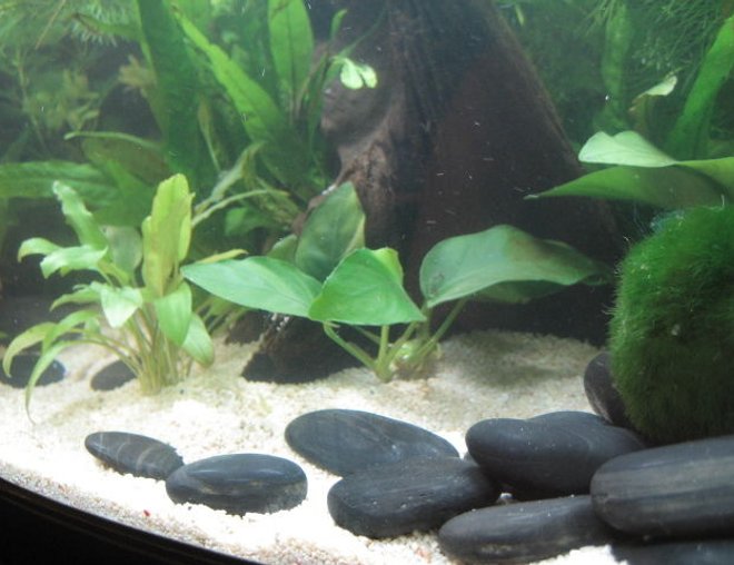8 gallons planted tank (mostly live plants and fish) - Cryptocoryne wendetti (left), Anubius (center), Moss Ball (right)