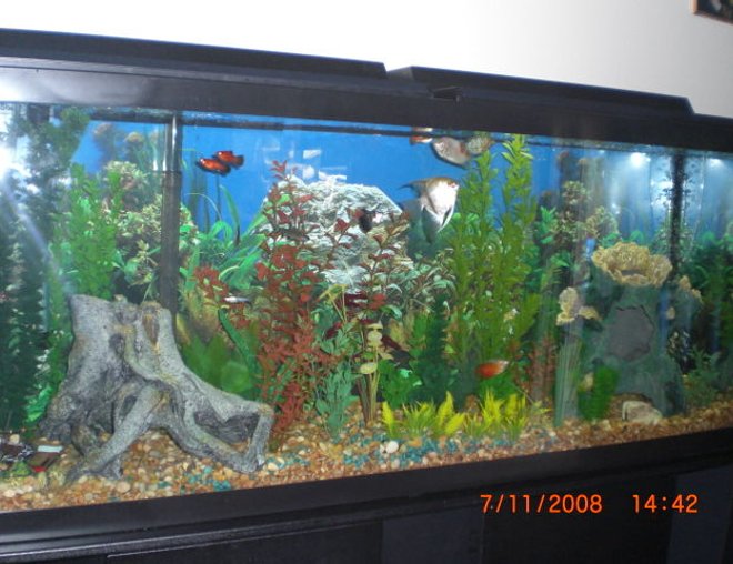 55 gallons planted tank (mostly live plants and fish) - setup on fathers day
