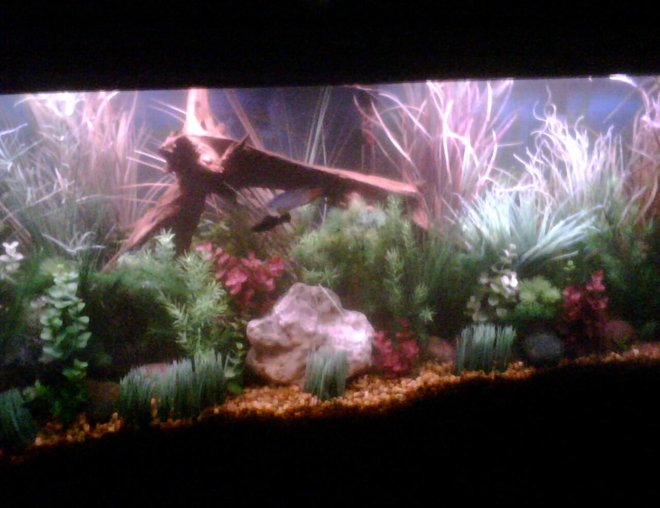 55 gallons planted tank (mostly live plants and fish) - 55 Gal.
Fake Plants with a few real Wisteria.