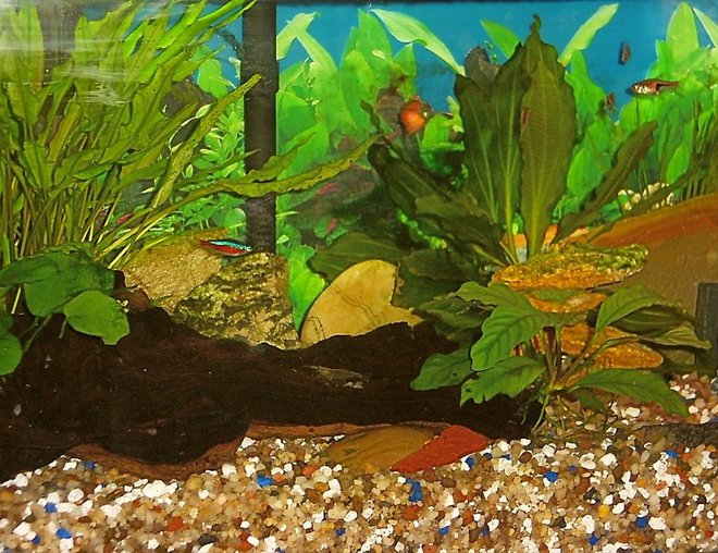 10 gallons planted tank (mostly live plants and fish) - small fresh water tank with plants and a few fish