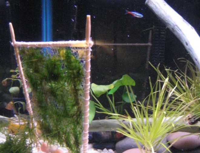 10 gallons planted tank (mostly live plants and fish) - another picture of my tank