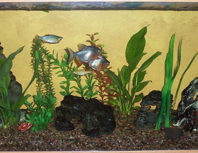 55 gallons planted tank (mostly live plants and fish) - This is my 55 gal. in the family room I have 2 red bellied Pacus (yes I know how big they get), a few giant danios, a pleco and a 1 spotted and 1 striped Raphael who I have had for 13+ years and live in the cave in the middle of the tank.