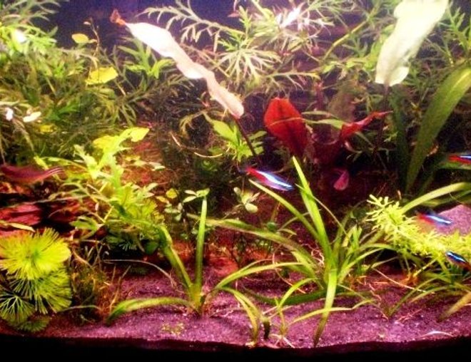 10 gallons planted tank (mostly live plants and fish) - 10 gallon tank
