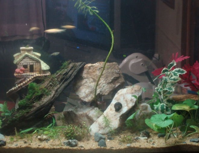 55 gallons planted tank (mostly live plants and fish) - just the beggining